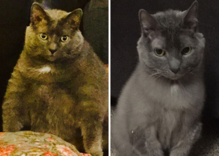 Illustration de l'article : La belle métamorphose de 20 chats et chiens après avoir perdu quelques kilos en trop