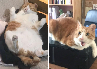 Illustration de l'article : La belle métamorphose de 20 chats et chiens après avoir perdu quelques kilos en trop