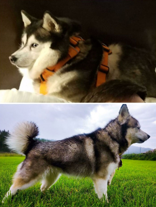 Illustration de l'article : La belle métamorphose de 20 chats et chiens après avoir perdu quelques kilos en trop