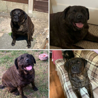 Illustration de l'article : La belle métamorphose de 20 chats et chiens après avoir perdu quelques kilos en trop