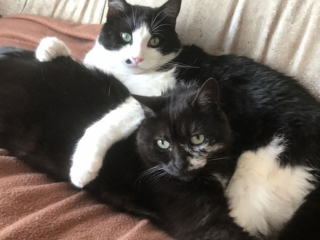 Illustration de l'article : 2 chats sauvés d'une mort certaine et liés d'amitié inspirent leur bienfaitrice à devenir spécialiste du comportement félin
