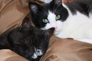 Illustration de l'article : 2 chats sauvés d'une mort certaine et liés d'amitié inspirent leur bienfaitrice à devenir spécialiste du comportement félin