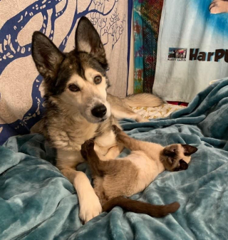 Article illustration: A foster family moved by the friendship between a husky and a cat with a neurological disease
