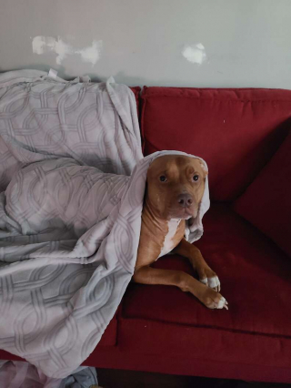 Illustration de l'article : Un chien réalise accidentellement un t-shirt original pour son propriétaire !