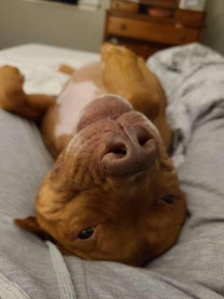 Illustration de l'article : Un chien réalise accidentellement un t-shirt original pour son propriétaire !