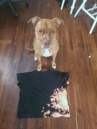 Illustration de l'article : Un chien réalise accidentellement un t-shirt original pour son propriétaire !