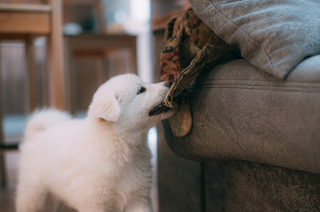 Illustration de l'article : L'inquiétude des éducateurs canins face aux retombées de la recrudescence d'adoptions pendant les confinements