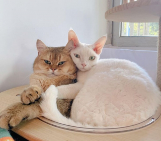 Illustration de l'article : Ces 9 photos d'animaux de compagnie forment un véritable cocktail de bonne humeur