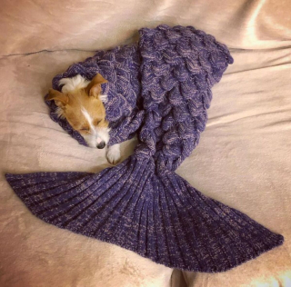 Illustration de l'article : Ces 9 photos d'animaux de compagnie forment un véritable cocktail de bonne humeur