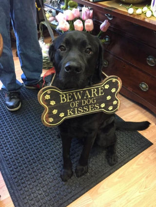 Illustration de l'article : Ces 9 photos d'animaux de compagnie forment un véritable cocktail de bonne humeur