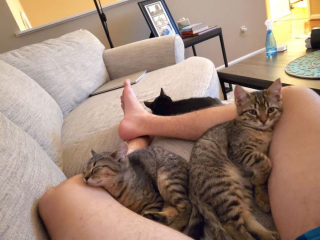 Illustration de l'article : Ces 9 photos d'animaux de compagnie forment un véritable cocktail de bonne humeur