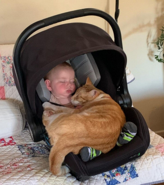 Illustration de l'article : Ces 9 photos d'animaux de compagnie forment un véritable cocktail de bonne humeur