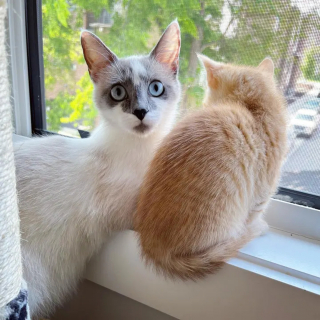 Illustration de l'article : Une chatte ouvre grand les pattes à un chaton âgé de quelques heures et rejeté par sa mère