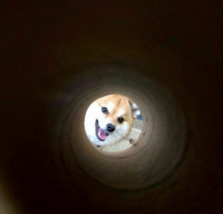 Illustration de l'article : 16 photos drôles et attendrissantes, prouvant que nos animaux de compagnie sont nos rayons de soleil