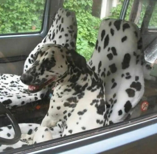 Illustration de l'article : 16 photos drôles et attendrissantes, prouvant que nos animaux de compagnie sont nos rayons de soleil