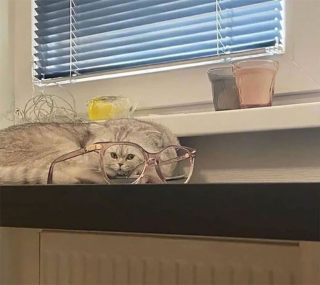 Illustration de l'article : 16 photos drôles et attendrissantes, prouvant que nos animaux de compagnie sont nos rayons de soleil