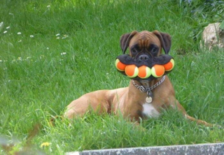 Illustration de l'article : 16 photos drôles et attendrissantes, prouvant que nos animaux de compagnie sont nos rayons de soleil