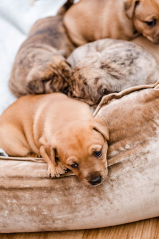 Illustration de l'article : Une chienne est accueillie dans un refuge, et donne naissance à 8 chiots quelques heures plus tard