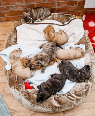 Illustration de l'article : Une chienne est accueillie dans un refuge, et donne naissance à 8 chiots quelques heures plus tard