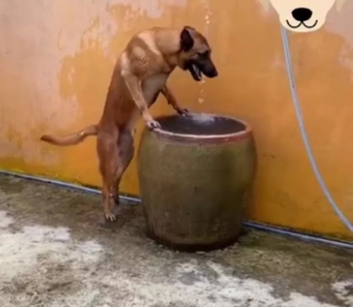 Illustration de l'article : En pleine canicule, un chien trouve un moyen insolite de satisfaire sa quête de fraîcheur (vidéo)