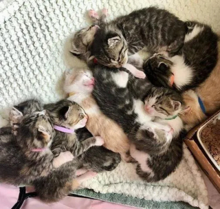 Illustration de l'article : Secourue par une association, une chatte errante élève 2 portées de chatons dont une qui n’est pas la sienne