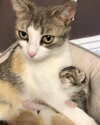 Illustration de l'article : Secourue par une association, une chatte errante élève 2 portées de chatons dont une qui n’est pas la sienne