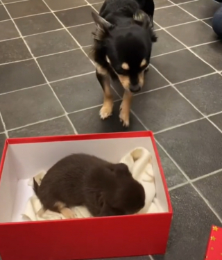 Illustration de l'article : Ce Chihuahua est le plus heureux du monde lorsqu&rsquo;il d&eacute;couvre la belle surprise que lui a r&eacute;serv&eacute;e sa propri&eacute;taire (vid&eacute;o)