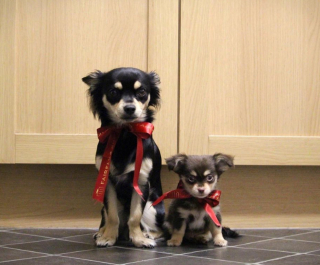 Illustration de l'article : Ce Chihuahua est le plus heureux du monde lorsqu&rsquo;il d&eacute;couvre la belle surprise que lui a r&eacute;serv&eacute;e sa propri&eacute;taire (vid&eacute;o)