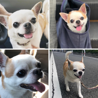 Illustration de l'article : 20 photos de Chihuahuas montrant que le charme de ces chiens est inversement proportionnel à leur taille