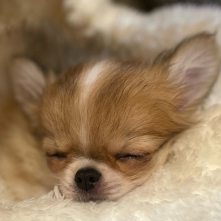 Illustration de l'article : 20 photos de Chihuahuas montrant que le charme de ces chiens est inversement proportionnel à leur taille