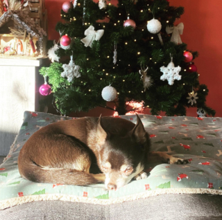 Illustration de l'article : 20 photos de Chihuahuas montrant que le charme de ces chiens est inversement proportionnel à leur taille