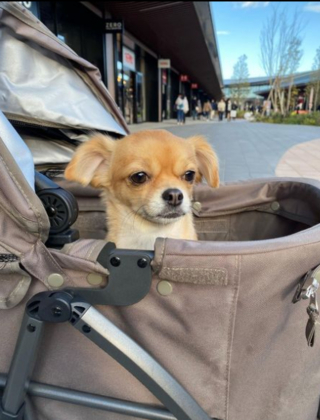 Illustration de l'article : 20 photos de Chihuahuas montrant que le charme de ces chiens est inversement proportionnel &agrave; leur taille        