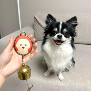 Illustration de l'article : 20 photos de Chihuahuas montrant que le charme de ces chiens est inversement proportionnel à leur taille