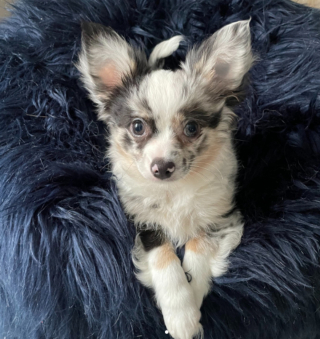 Illustration de l'article : 20 photos de Chihuahuas montrant que le charme de ces chiens est inversement proportionnel à leur taille