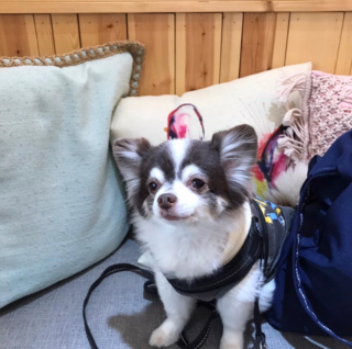 Illustration de l'article : 20 photos de Chihuahuas montrant que le charme de ces chiens est inversement proportionnel &agrave; leur taille        