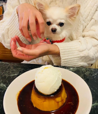 Illustration de l'article : 20 photos de Chihuahuas montrant que le charme de ces chiens est inversement proportionnel à leur taille