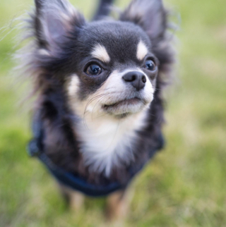 Illustration de l'article : 20 photos de Chihuahuas montrant que le charme de ces chiens est inversement proportionnel à leur taille