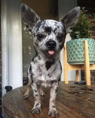 Illustration de l'article : 20 photos de Chihuahuas montrant que le charme de ces chiens est inversement proportionnel à leur taille