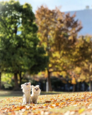 Illustration de l'article : 20 photos de Chihuahuas montrant que le charme de ces chiens est inversement proportionnel à leur taille