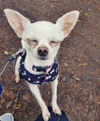 Illustration de l'article : 20 photos de Chihuahuas montrant que le charme de ces chiens est inversement proportionnel à leur taille