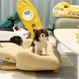 Illustration de l'article : 20 photos de Chihuahuas montrant que le charme de ces chiens est inversement proportionnel à leur taille