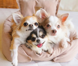 Illustration de l'article : 20 photos de Chihuahuas montrant que le charme de ces chiens est inversement proportionnel à leur taille