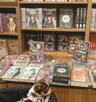 Illustration de l'article : 20 photos de Chihuahuas montrant que le charme de ces chiens est inversement proportionnel à leur taille