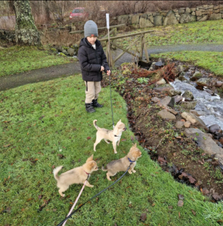 Illustration de l'article : 20 photos de Chihuahuas montrant que le charme de ces chiens est inversement proportionnel à leur taille