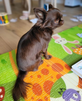 Illustration de l'article : 20 photos de Chihuahuas montrant que le charme de ces chiens est inversement proportionnel à leur taille