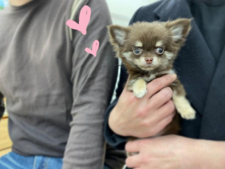 Illustration de l'article : 20 photos de Chihuahuas montrant que le charme de ces chiens est inversement proportionnel à leur taille