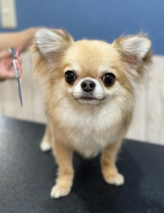 Illustration de l'article : 20 photos de Chihuahuas montrant que le charme de ces chiens est inversement proportionnel à leur taille