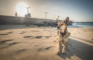Illustration de l'article : 20 photos rendant hommage aux chiens errants, r&eacute;alis&eacute;es par un passionn&eacute; de voyages et de canid&eacute;s