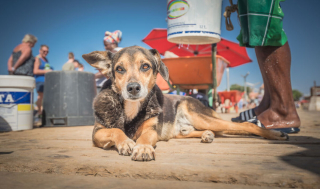 Illustration de l'article : 20 photos rendant hommage aux chiens errants, r&eacute;alis&eacute;es par un passionn&eacute; de voyages et de canid&eacute;s