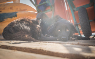 Illustration de l'article : 20 photos rendant hommage aux chiens errants, r&eacute;alis&eacute;es par un passionn&eacute; de voyages et de canid&eacute;s